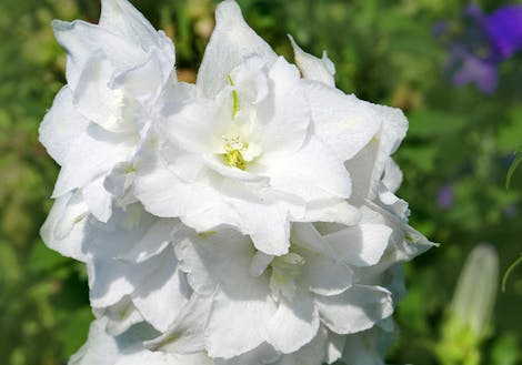 Photograph of white lilies