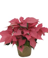 Pink Poinsettia in 6