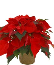 Red Poinsettia in 6