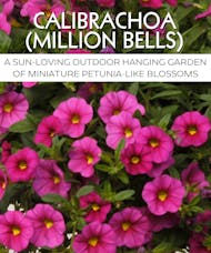 Calibrachoa (Million Bells) Hanging Garden