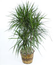 Gainan's Plant Dracaena Marginata