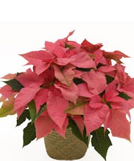 Pink Poinsettia in 8