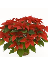 Red Poinsettia in 10
