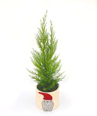 Christmas Gnome Cypress