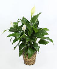 Gainan's Plant Peace Lily