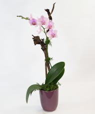 Elegant Phalaeonopsis Orchid 4