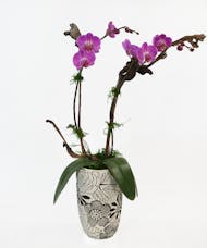 Orchid Phalaeonopsis 4