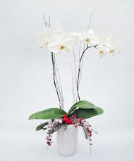 Winter Sparkle Orchid