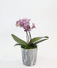 Mini Orchid 3