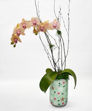 Orchid Phalaeonopsis 4